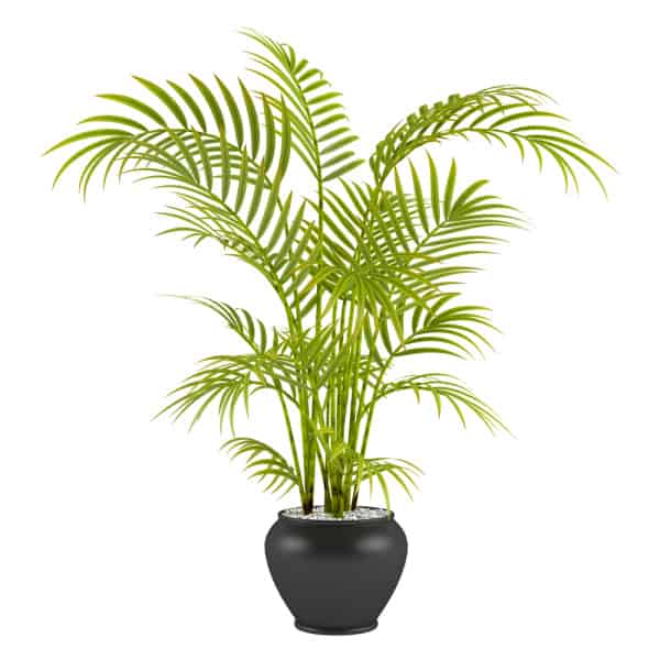 Image of a Palm houseplant