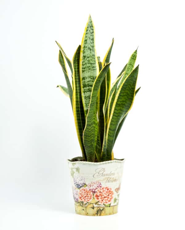 Image of a Snake Plant