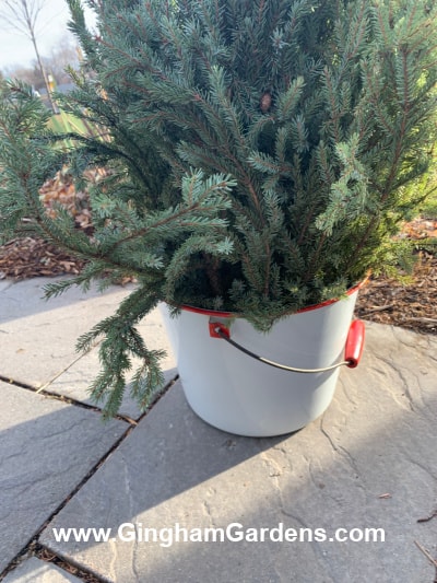 Image of bucket of evergreen clippings