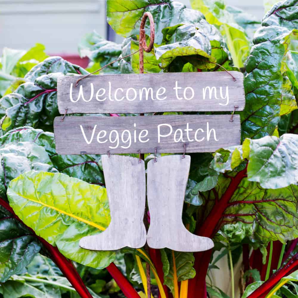 Welcome to my veggie patch sign in the middle of swiss chard.