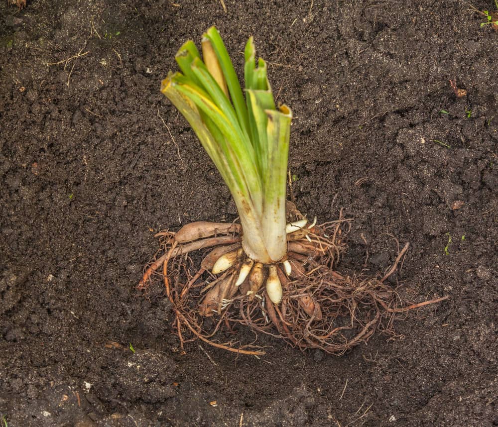A bareroot daylily being planted in soil