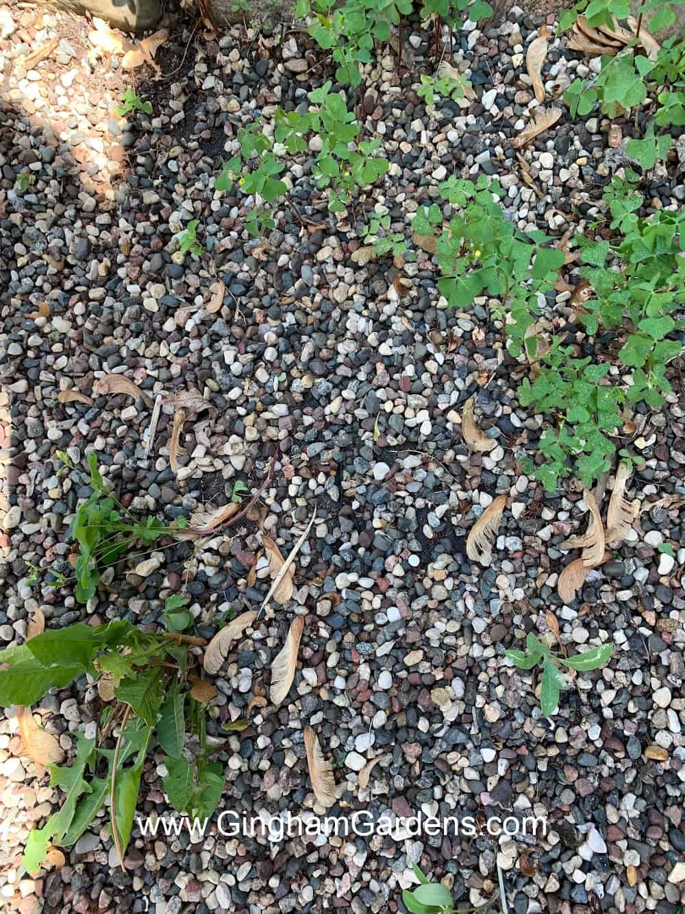 Weeds growing in a gravel path.