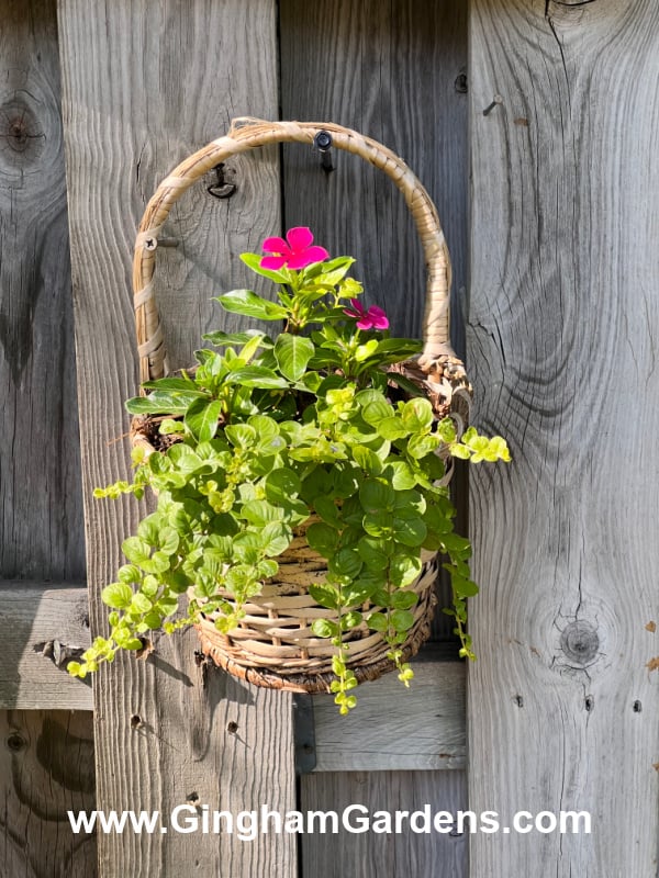 Wicker Basket Planter Hanging on Fence