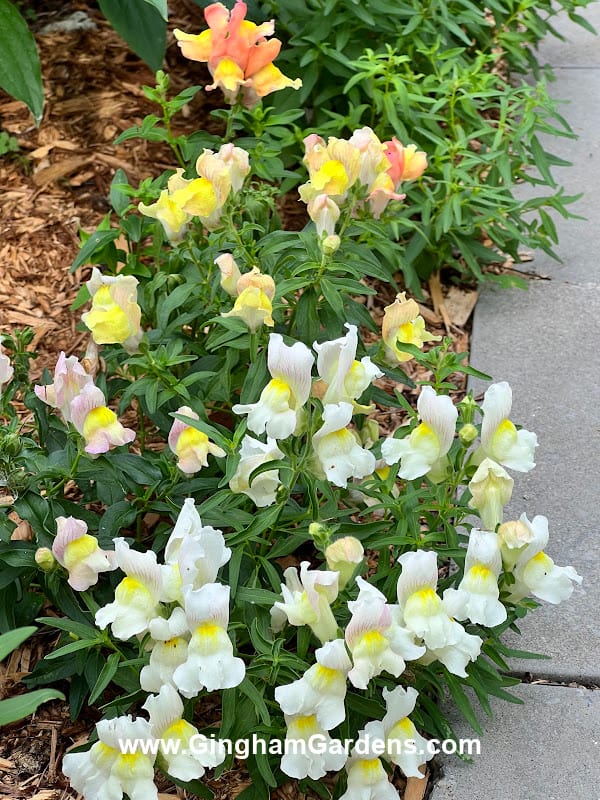 Snapdragons - Annual flowers that reseed