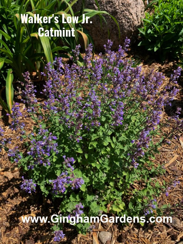 Catmint - Fragrant Perennials