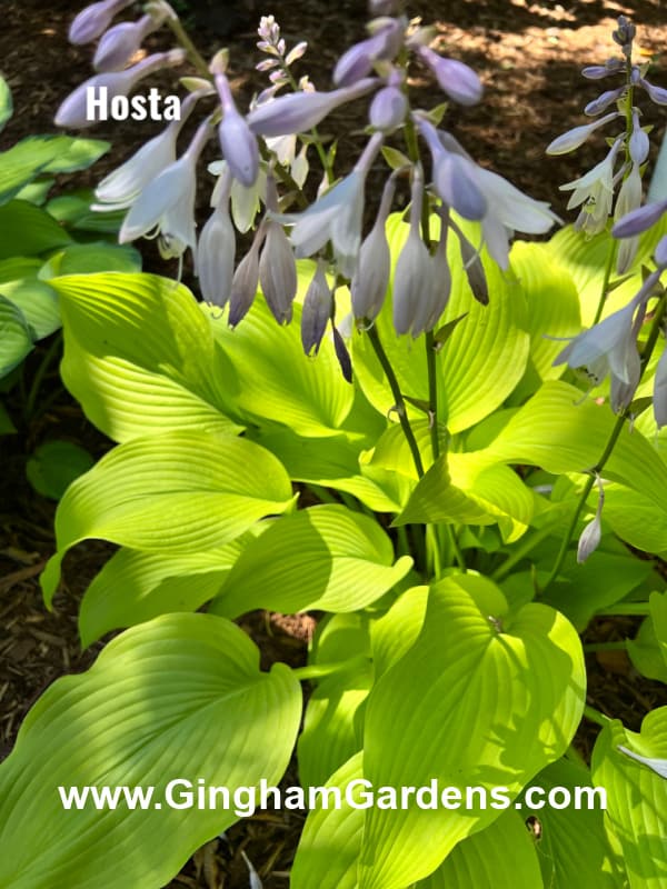 Hosta plant with flowers - Fragrant Perennials