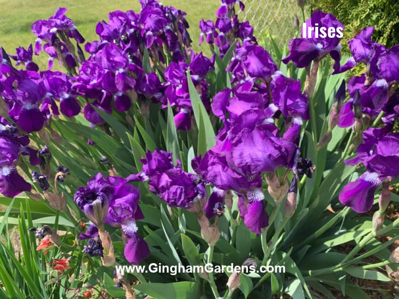 Irises - Fragrant Perennials