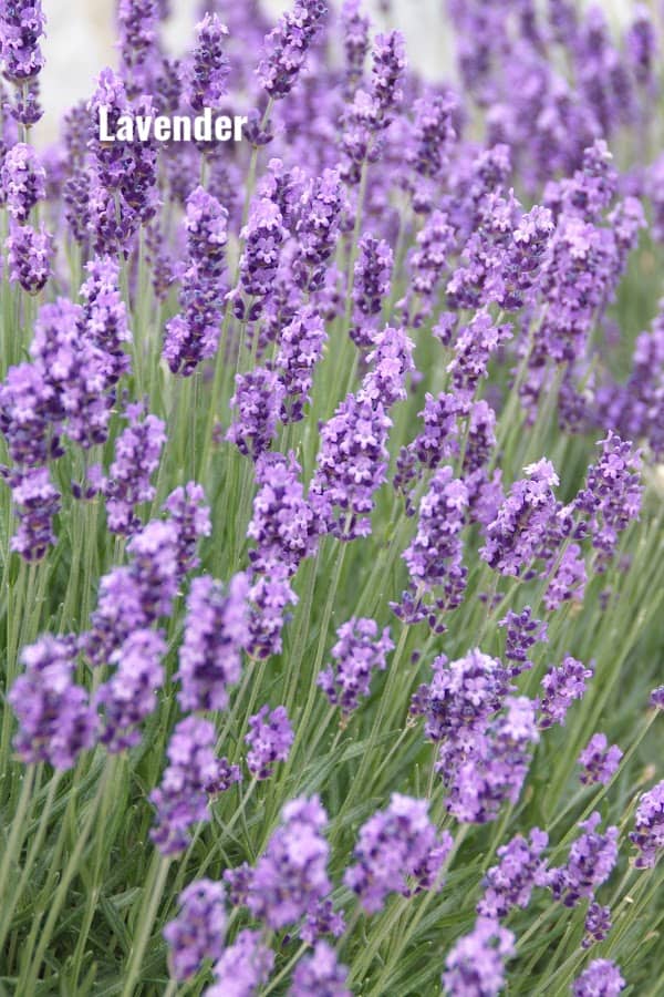 Lavender - Fragrant Perennials