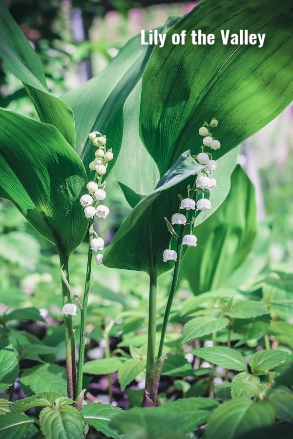Lily of the Valley - Fragrant Perennials