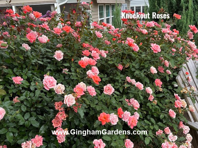 Roses - Fragrant Perennials