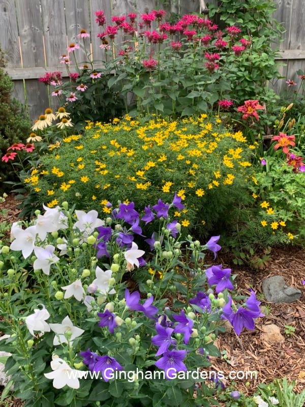 Colorful flower garden