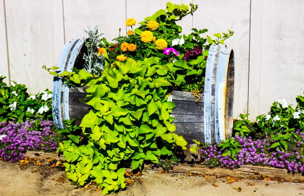 whiskey barrel planter with colorful flowers