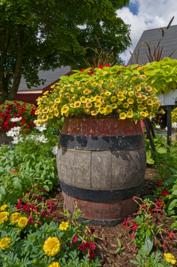 Wine barrel with yellow flowers