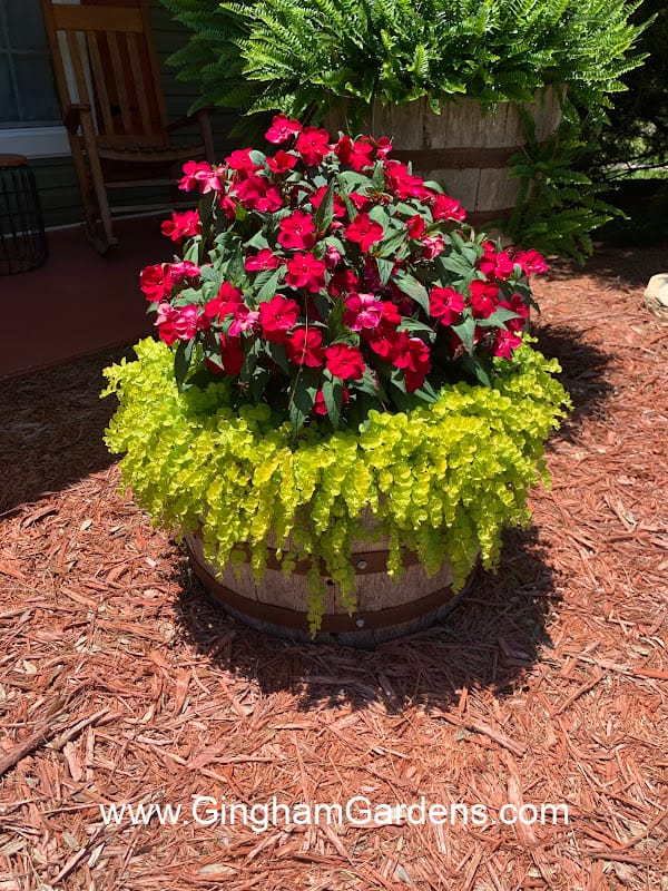 Whiskey Barrel Planter with New Guinea Impatiens and Creeping Jenny