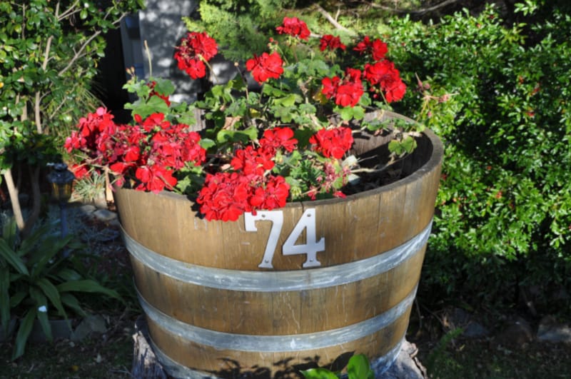 whiskey barrel planter with red geraniums