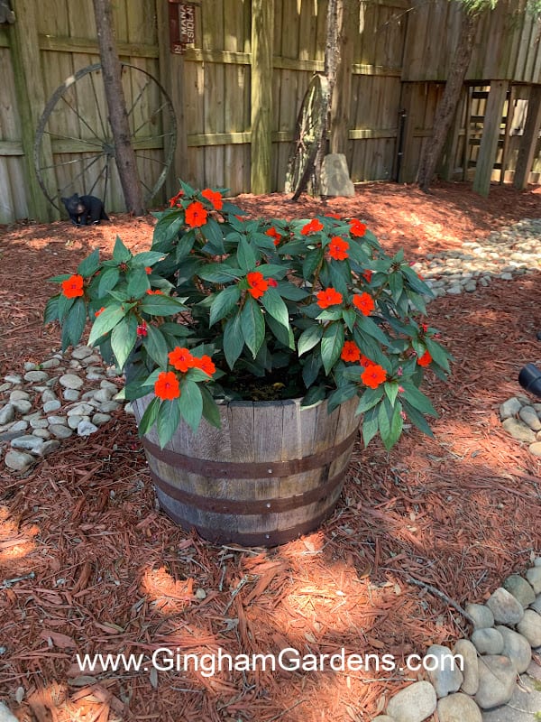 flowers in a whiskey barrel planter