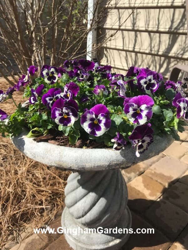 Bird bath with flowers planted in it.