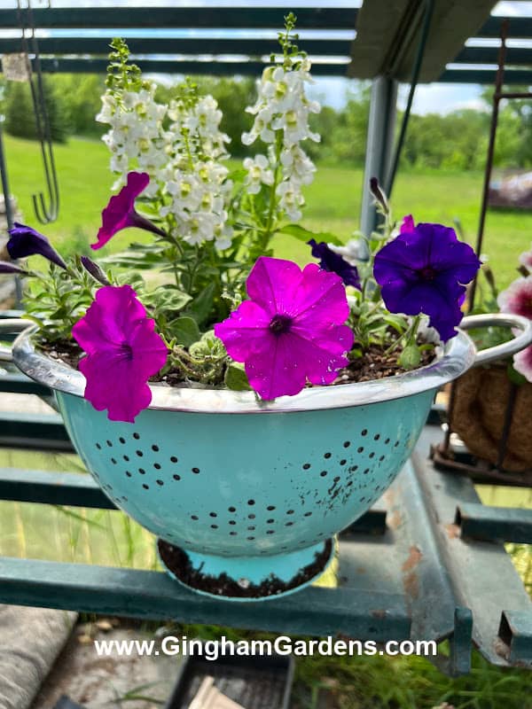 Colander with petunias planted in it.