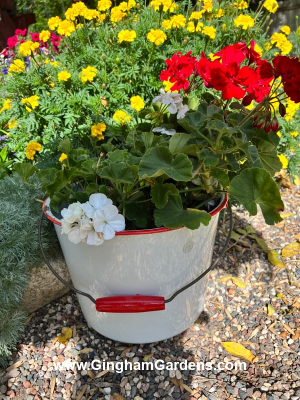 Enamelware bucket with red and white geraniums planted in it.