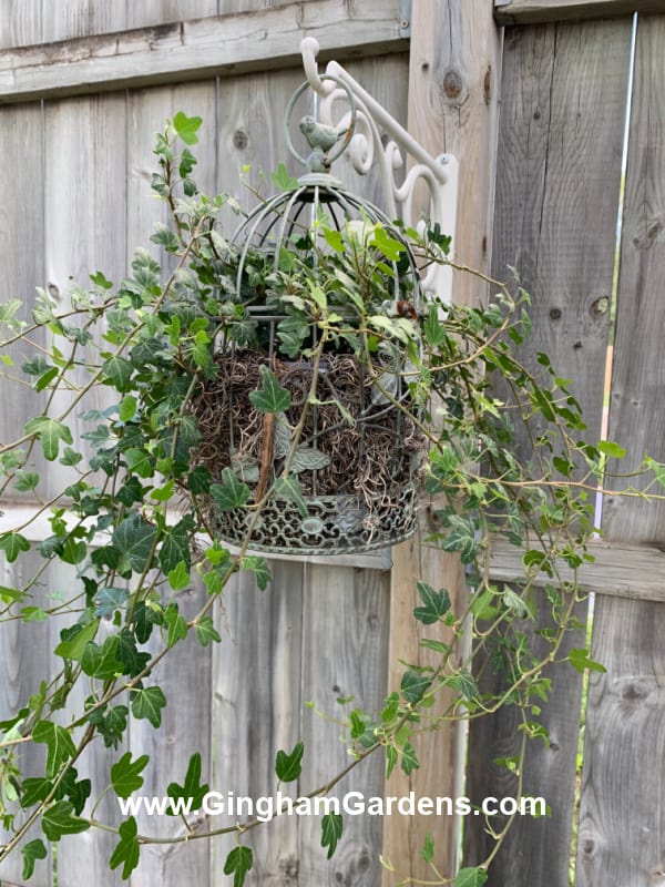 Decorative bird cage with ivy planted in it.
