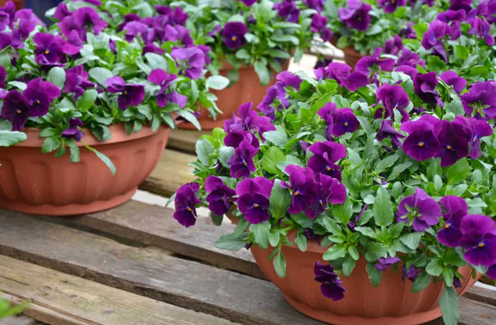 Pansy bowls in a garden center.