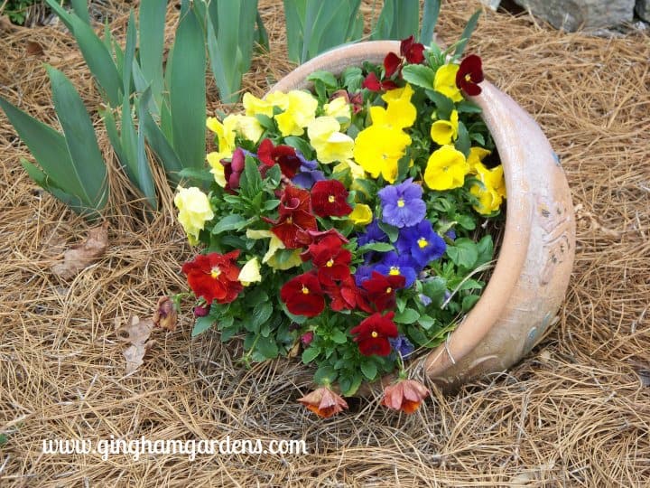 Tipped planter in a garden bed with pansies