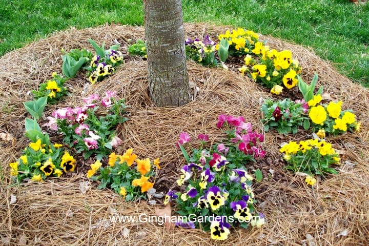A ring of colorful pansies planted around a tree.