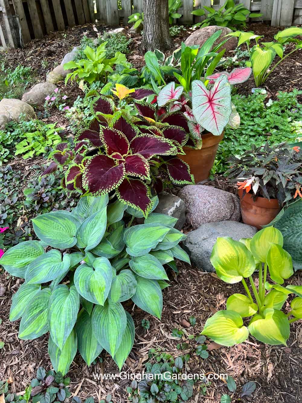 Planters with coleus and caladium amongst hostas in a shade garden