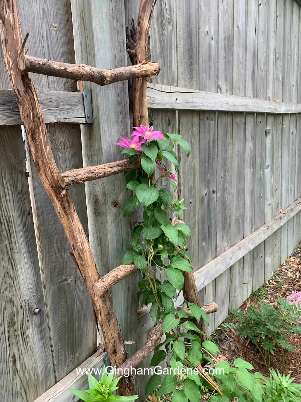 Ladder made from tree branches with a pink flowered clematis vine growing on it.