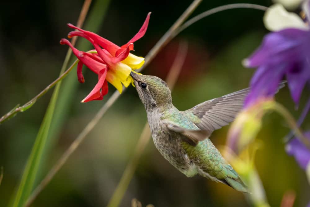 12 Brilliant Tips For Creating A Bird Friendly Flower Garden Gingham 