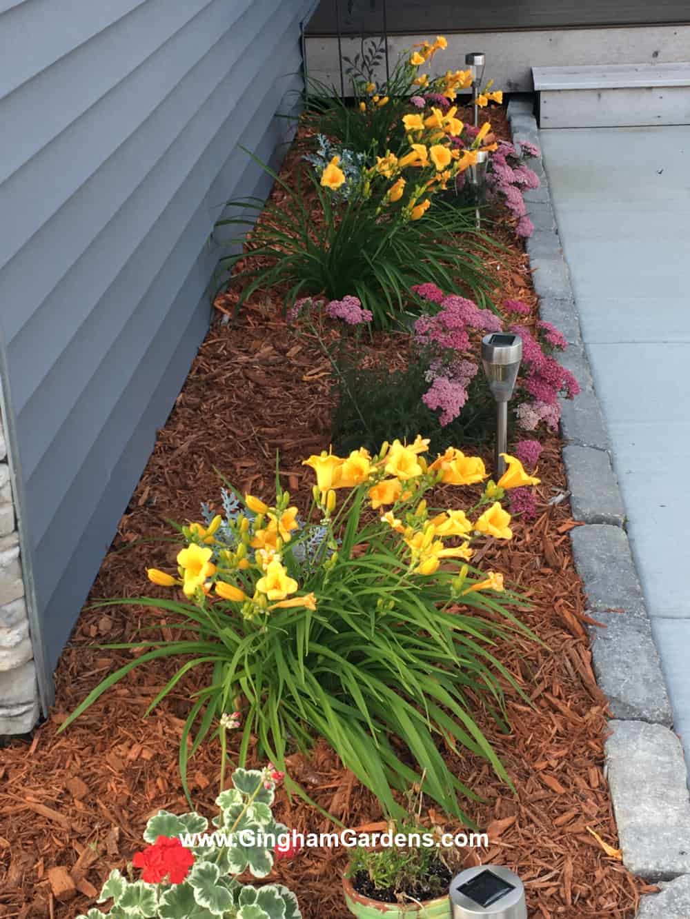 Colorful flower bed along a sidewalk entry to a home.