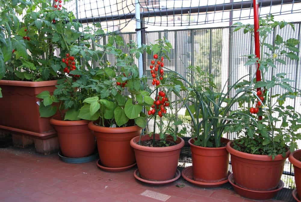 Vegetable plants growing on a balcony.