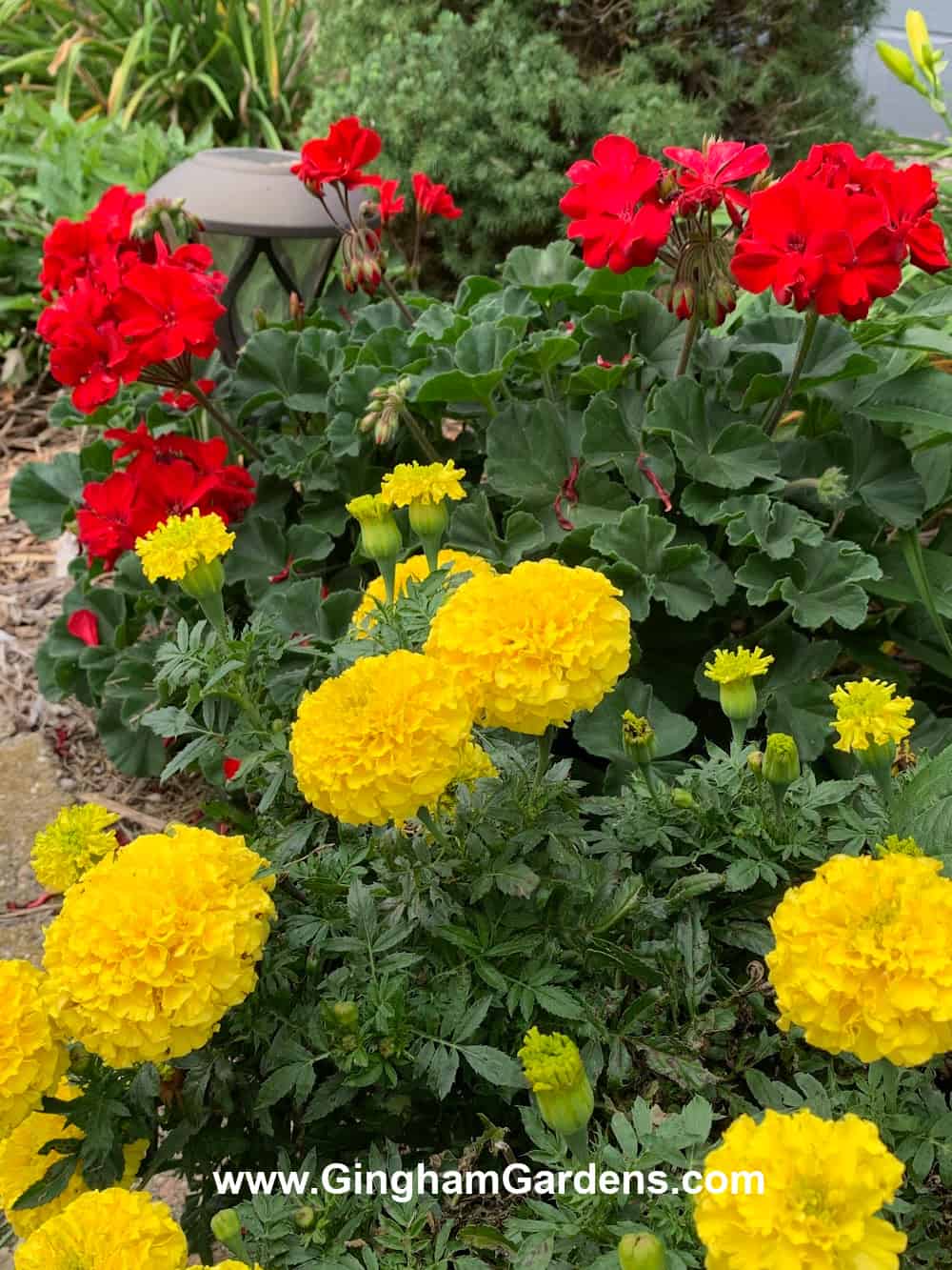Red Geraniums and Yellow marigolds - color combinations in a flower garden
