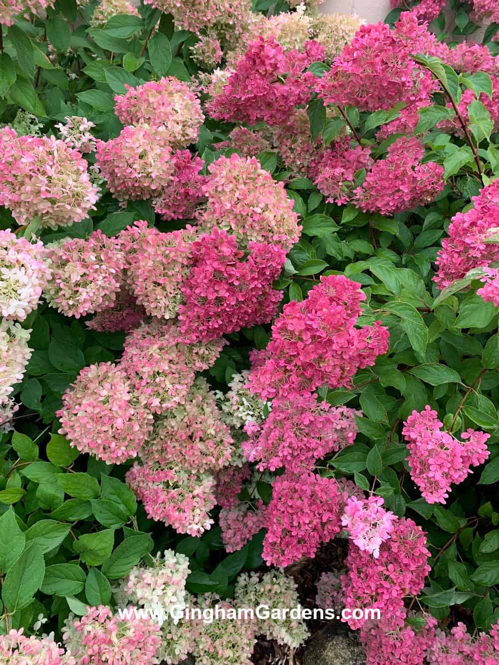 Shade of pink hydrangea plant demonstrating color combinations in a flower garden.