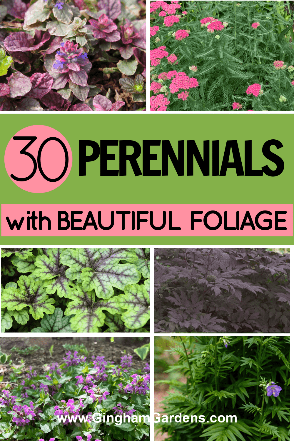 Collage of plants with beautiful foliage with text overlay - 30 Perennials with Beautiful Foliage