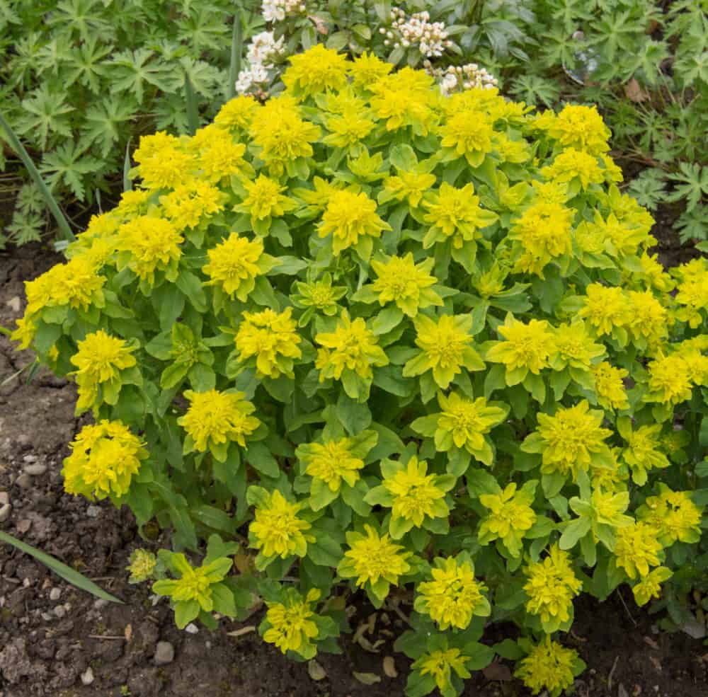Cushion spurge plant in perennials with beautiful foliage.