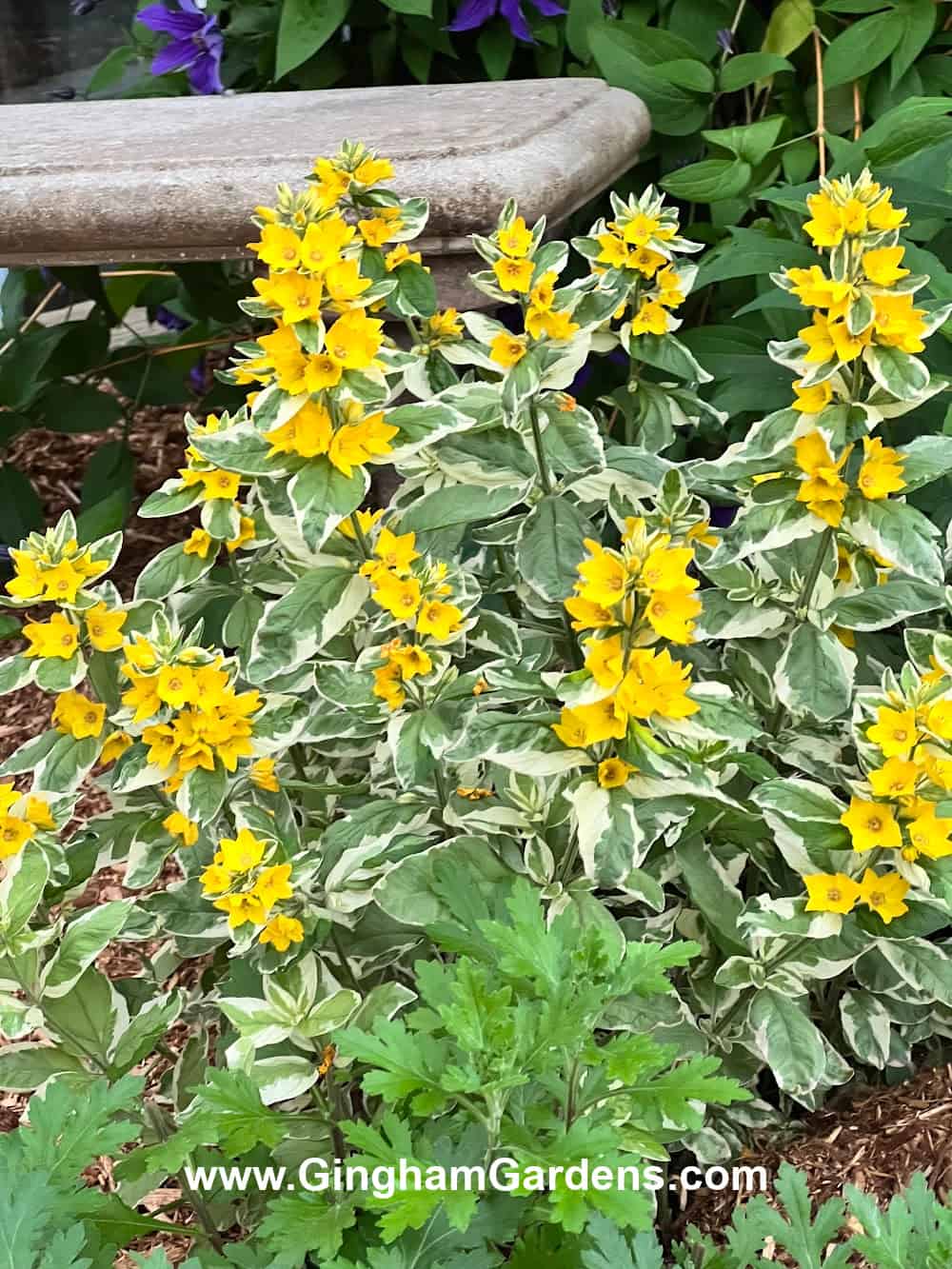 loosestrife Golden Alexander with yellow flowers and variegated foliage
