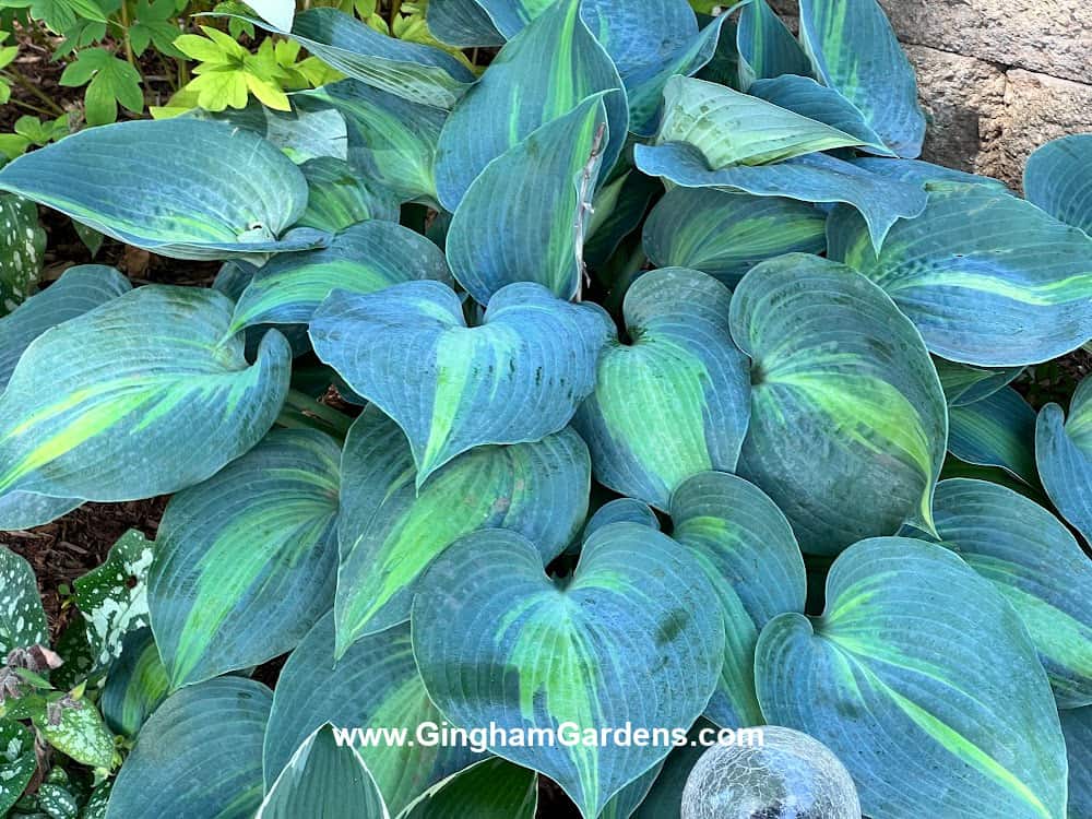 Touch of Class Hosta, a perennial with beautiful foliage.