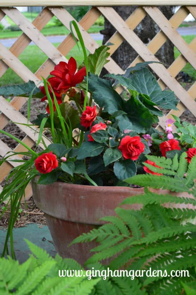 Creative Flower Container Gardening - Red Impatiens and Begonias in a Clay Pot