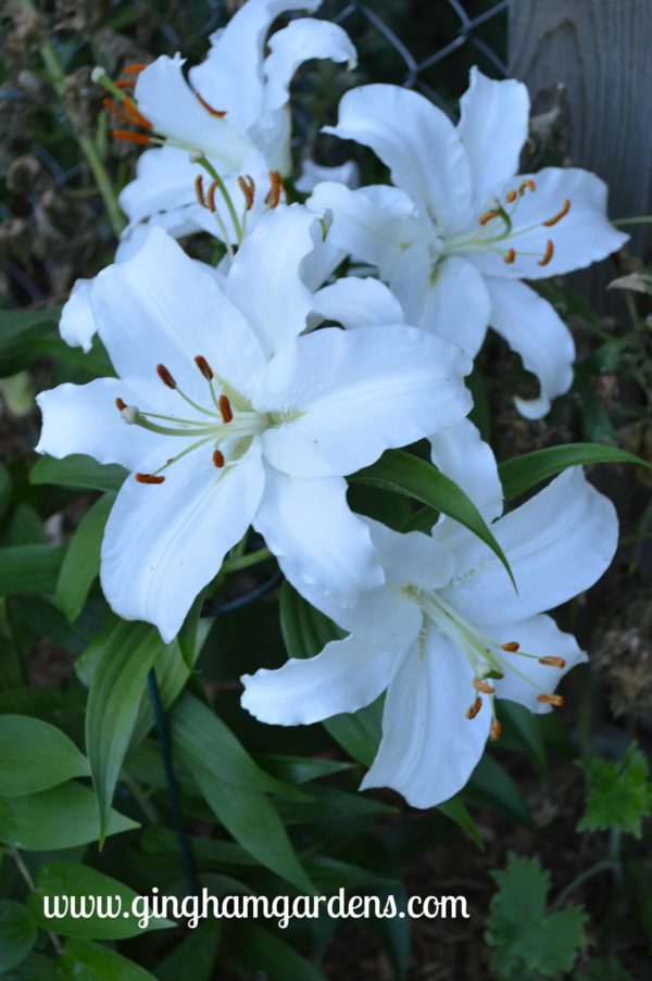 Casa Blanca Oriental Lilies