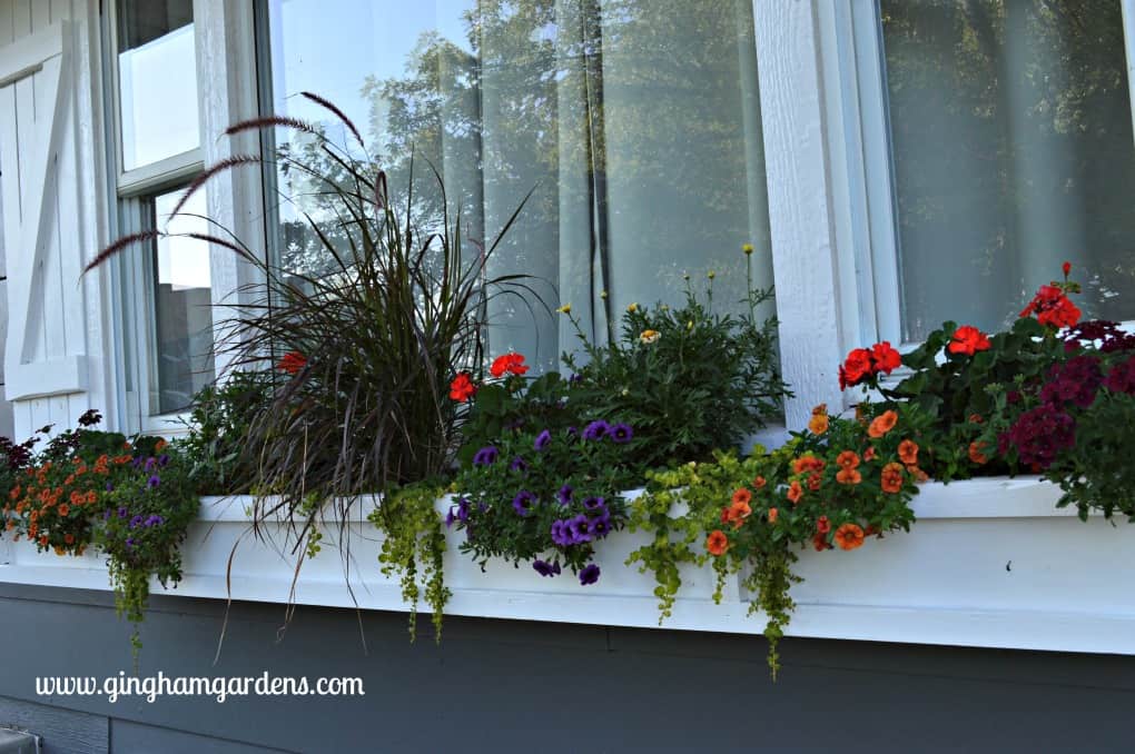 Gardening Recap - Window Box at Gingham Gardens