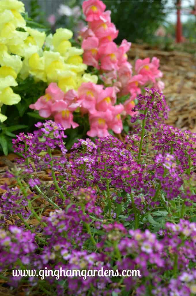 Montego Snapdragons and Alyssum at Gingham Gardens