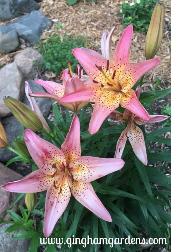 Asiatic lilies at Gingham Gardens