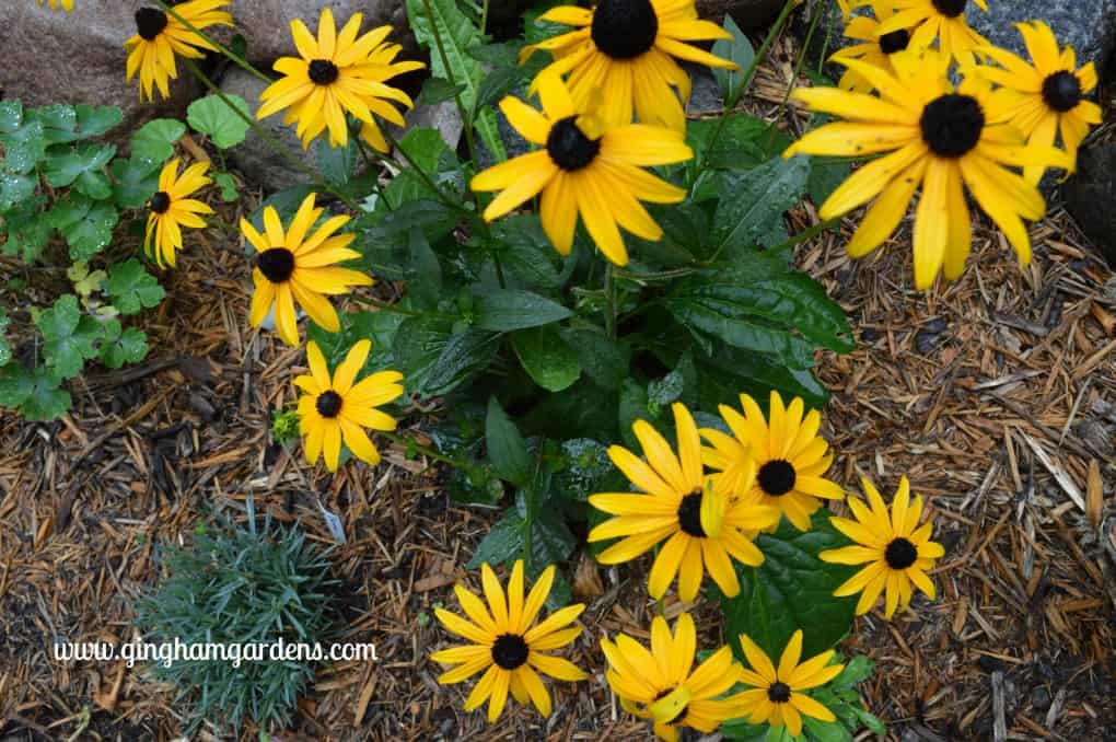 Gardening Recap – Summer 2017 Favorite Flowers & Vignettes