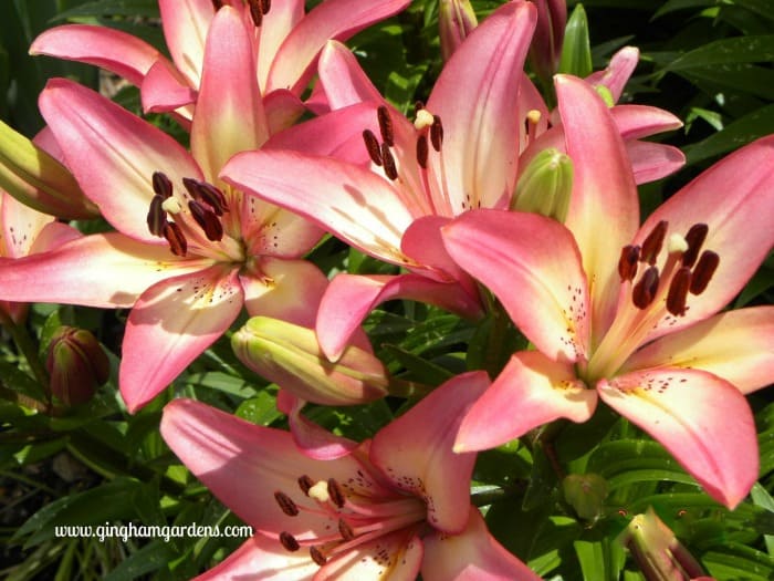 How to Grow and Maintain Lilies