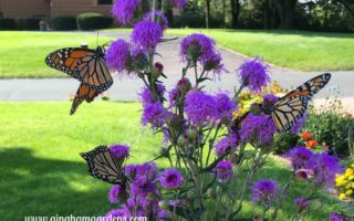 Monarch Butterflies on Meadow Blazingstar Liatris