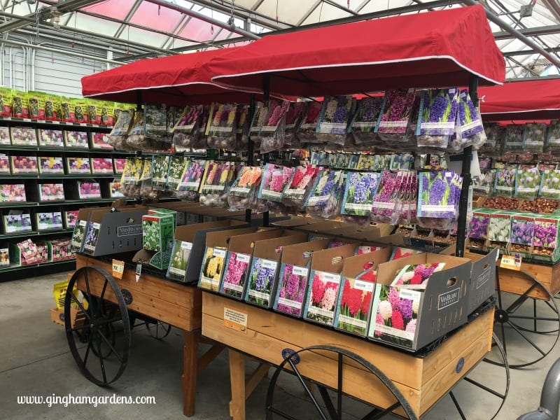 Bulb Display at Gertens - Planting Bulbs in the Fall for Amazing Spring Flowers
