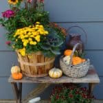 Tips for Keeping Potted Mums Looking Great