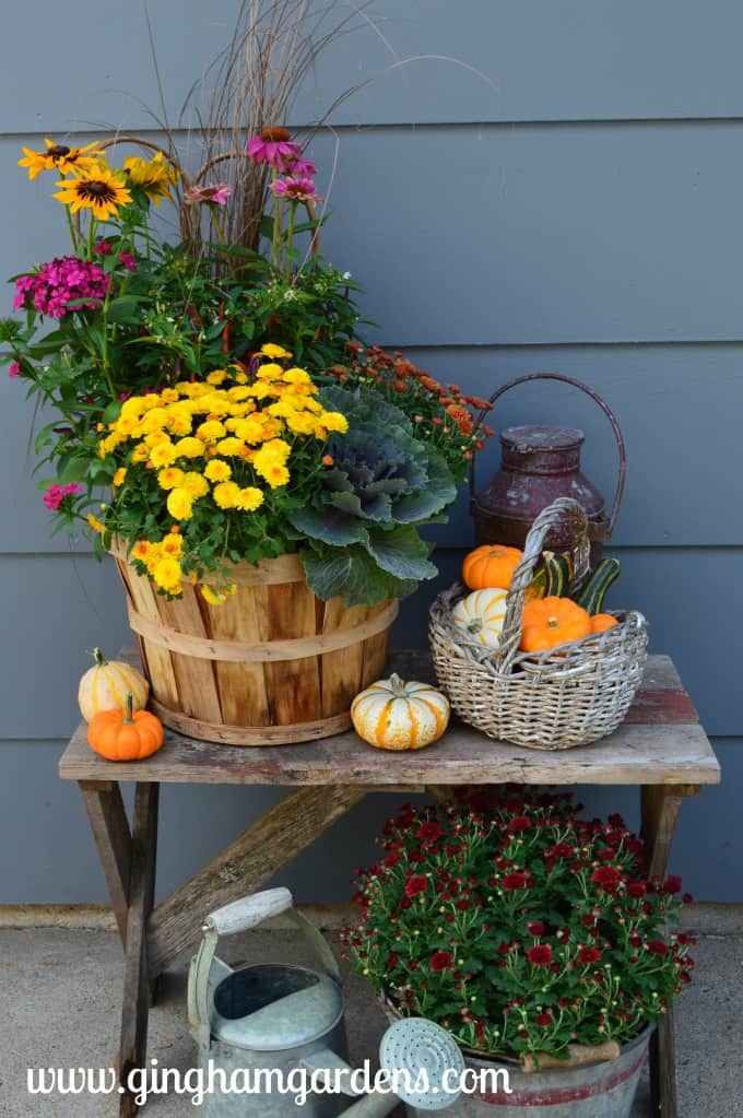Tips for Keeping Potted Mums Looking Great
