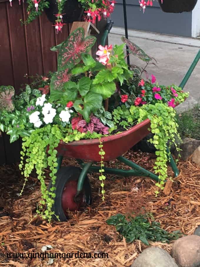Gardening Recap - Wheelbarrow